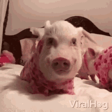 Mama Piggy Cute Piggy GIF - Mama Piggy Cute Piggy Pig On The Bed GIFs