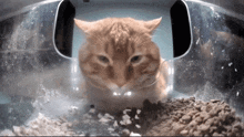 Cat Angry Angy Cat GIF - Cat Angry Angy Cat Mad Cat GIFs
