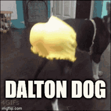 Dalton Daltotheman GIF - Dalton Dalto Daltotheman GIFs
