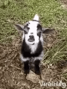 Bleet Goat GIF - Bleet Goat Sneer GIFs