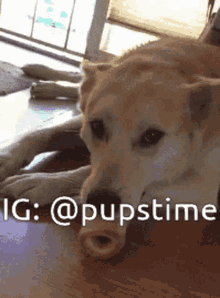 a dog laying on the floor with a caption that says ' ig : @pupstime ' on it
