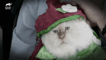 Cat Strawberry GIF - Cat Strawberry Funny GIFs