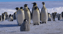 Run Penguin GIF - Run Penguin GIFs