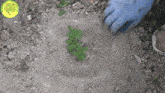 Desenterrar Sacar GIF - Desenterrar Sacar Planta GIFs