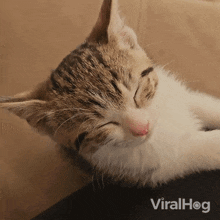 Sleeping Cat GIF - Sleeping Cat Viralhog GIFs