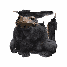 frogs 3d