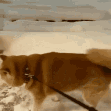 Puppy Dog GIF - Puppy Dog Snow GIFs