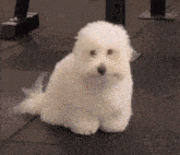 Mulch Dog GIF - Mulch Dog Funny GIFs