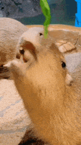 Capi Capybara GIF - Capi Capybara Capybara Eating GIFs
