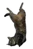 a cat laying upside down on its back