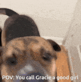 Gracie Dog GIF - Gracie Dog Mineeman GIFs