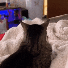 Floreyonce Cat GIF - Floreyonce Cat What The Hell GIFs