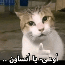 a cat is giving a middle finger with arabic writing behind it