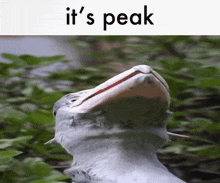a picture of a bird with its mouth open and the words " it 's peak " above it