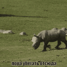 носорог животные убегать бежать GIF - Rhino Animal Run GIFs