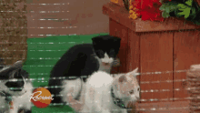 Cats Olympics GIF - Cats Olympics Cat GIFs