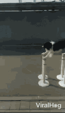 Dog Viralhog GIF - Dog Viralhog Balancing GIFs