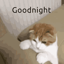 Sleep Good Night GIF - Sleep Good Night Cat GIFs