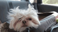 Is This Funny To You, Human? GIF - Dogs Unhappy Bad Hair Day GIFs