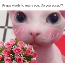 Bingus Wants To Marry You GIF - Bingus Wants To Marry You Cat GIFs