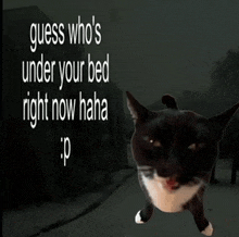 a cat is standing in front of a sign that says guess who 's under your bed right now haha