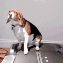 Dog Treadmill GIF