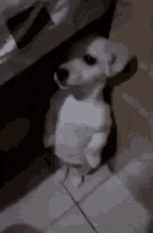 Quinn Dog GIF