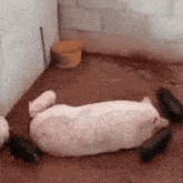 a group of pigs laying on the ground in a room .