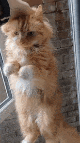 a fluffy orange cat standing on its hind legs