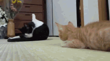 Boop! GIF - Kitten Cat Attack GIFs