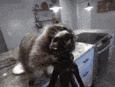 a raccoon standing on a tripod in a kitchen with its mouth open