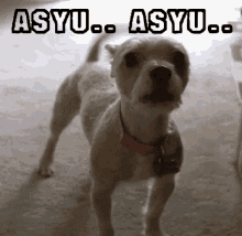 Asyu Bark GIF - Asyu Bark Angry GIFs