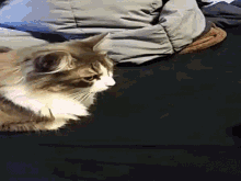 Cats The Fright GIF - Cats The Fright Funny Animals GIFs