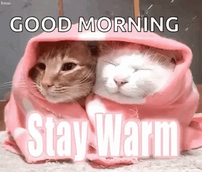 stay-warm-kittens.gif