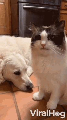Chilling Bonding GIF - Chilling Bonding Cute Cat GIFs