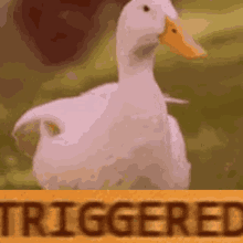 Duck Triggered GIF