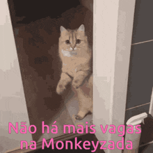 Monkeyzada Skitchura GIF - Monkeyzada Skitchura Gato GIFs
