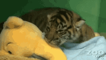 Tiger Cub GIF - Tiger Cub Sleeping GIFs