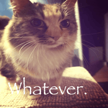 a close up of a cat with the word whatever written on the bottom