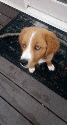 Rexy Male Golden Doodle Puppy GIF