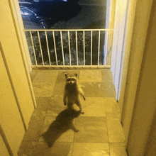 Raccoon Stare GIF