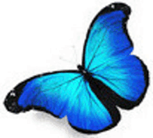 Mariposa Azul GIF