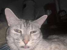 a close up of a cat 's face in front of a coca cola can