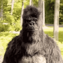Yes Jawdrop GIF - Yes Jawdrop Gorilla GIFs