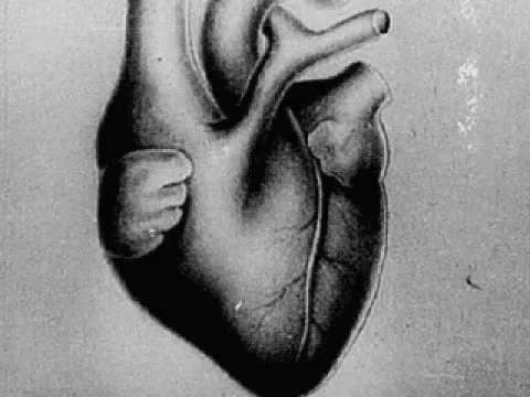 Heart Human Heart GIF - Heart Human Heart Black Heart - Discover & Share  GIFs