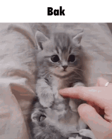 Bak Bak Cat GIF - Bak Bak Cat Petit Chat Tres Tres Tres Mignon GIFs