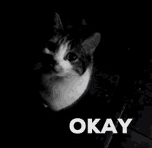 Okay Cat GIF - Okay Cat Ok GIFs