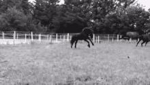 Horse Running GIF - Horse Running Black And White GIFs