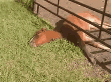Horse Lazy GIF