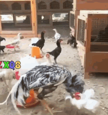 Bruce Lee Chickens Rooster GIF